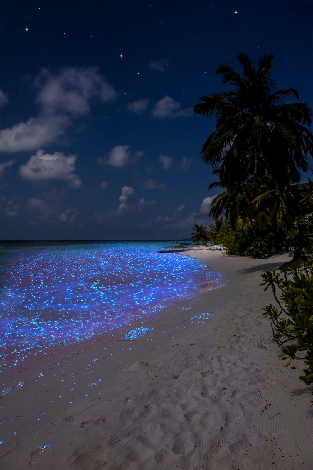 Bioluminescent waves at night